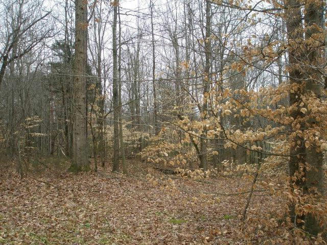 LOT 40 OLD SPARTA ROAD, COOKEVILLE, TN 38501, photo 1